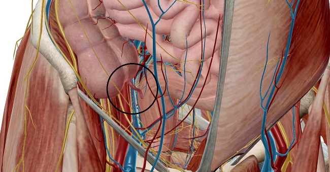 Anatomy of Appendix: The only human organ having no anatomy